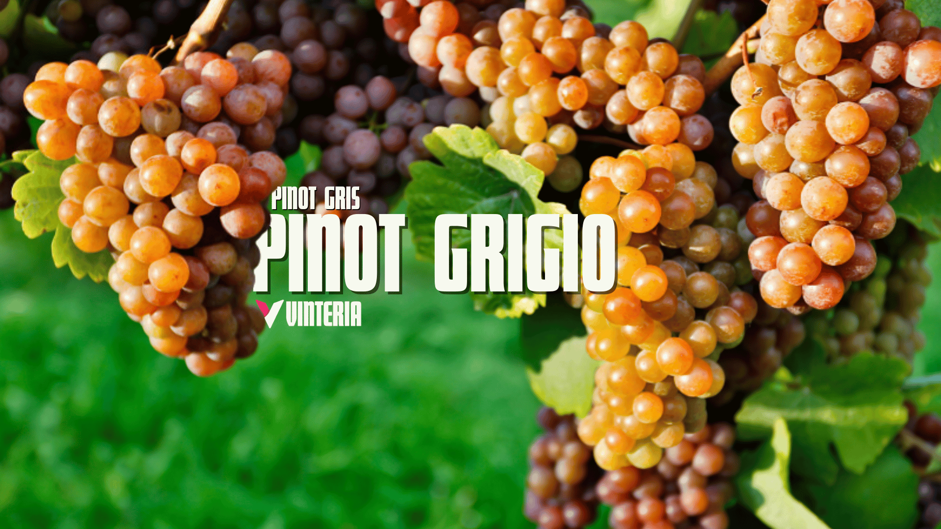 Pinot Grigio