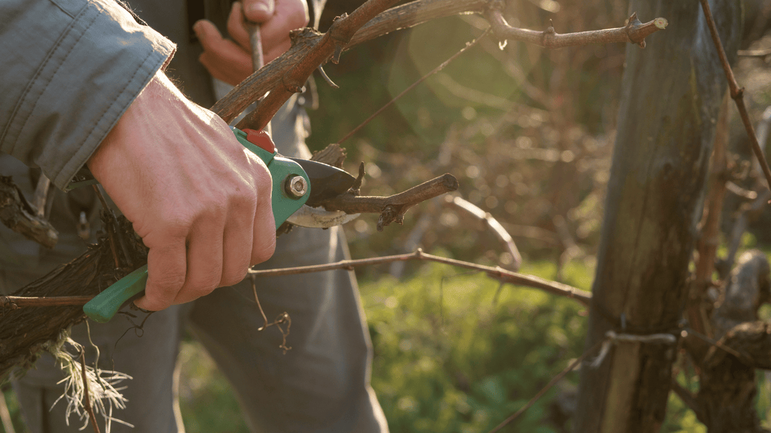 Dupla Poda: Tudo Sobre a Técnica que Transformou os Vinhos de Inverno no Brasil (Guia Vinteria 2025)