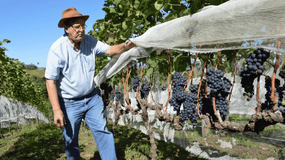 Vinhos Mineiros: História, Dupla Poda, Terroir, Uvas e Principais Vinícolas