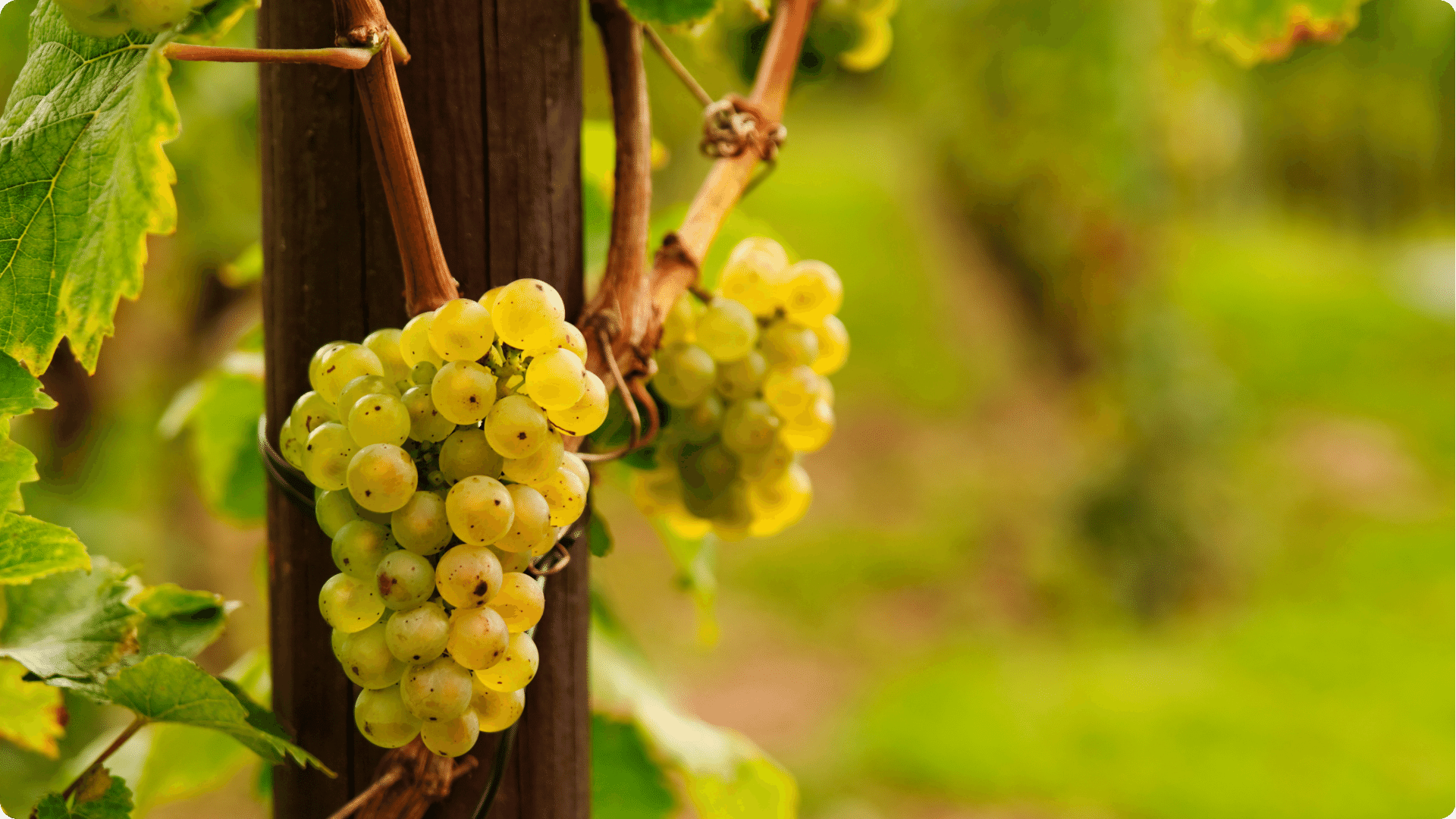 Riesling: Guia completo da uva, origem, produtores e notas de degustaç ...