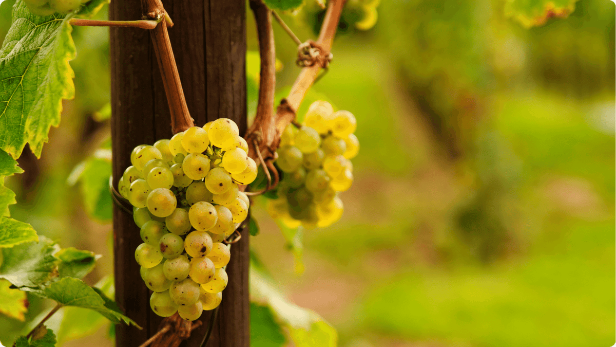 Riesling: Guia completo da uva, origem, produtores e notas de degustação