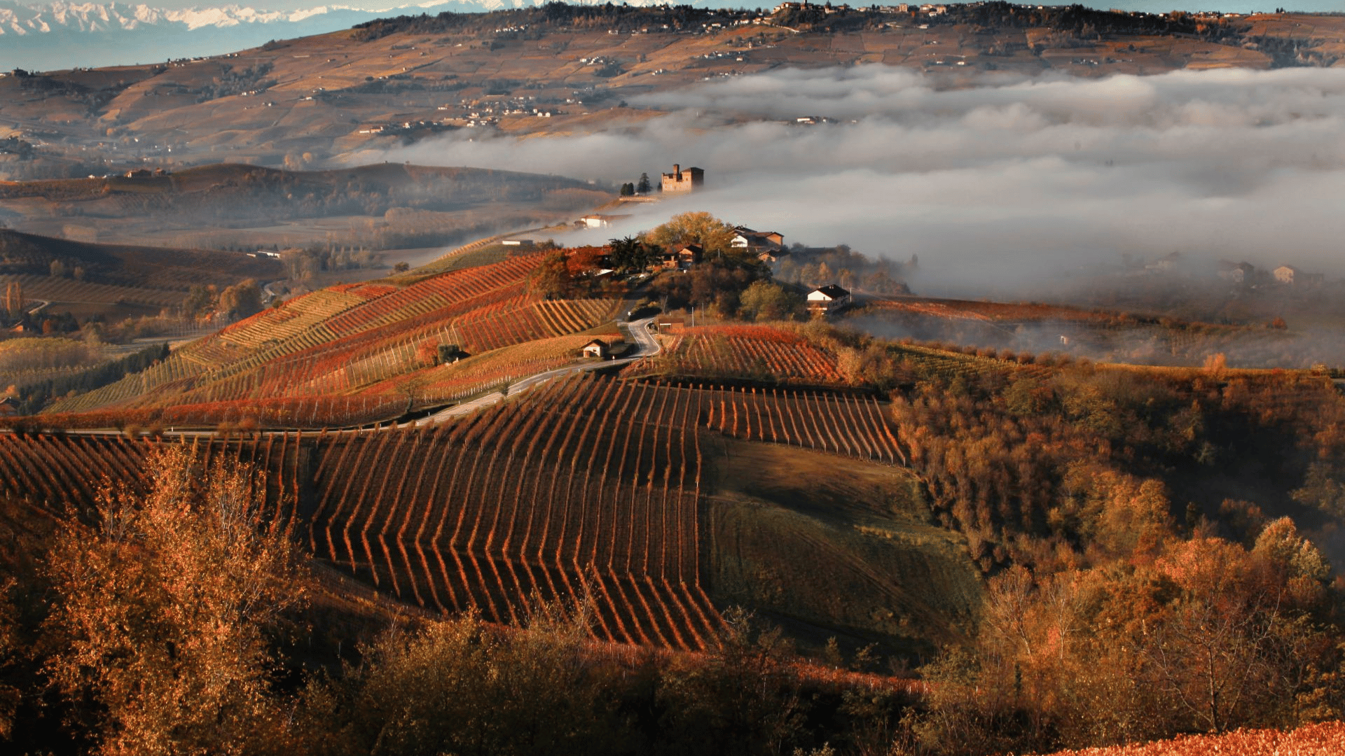 Barolo