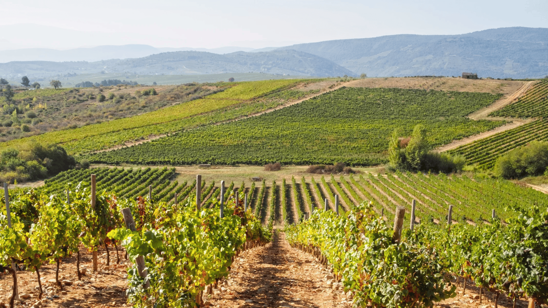 Bierzo