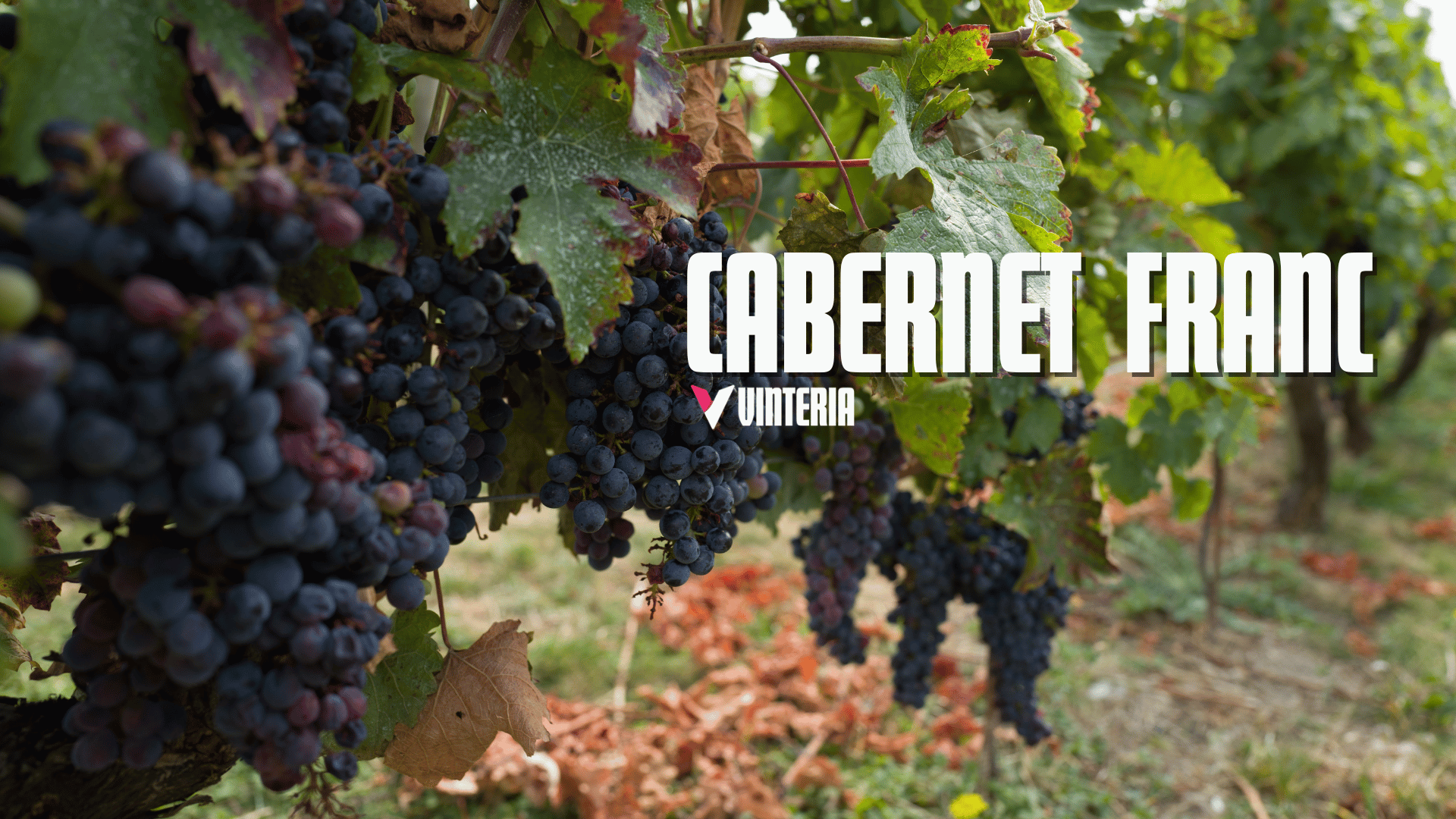 Cabernet Franc