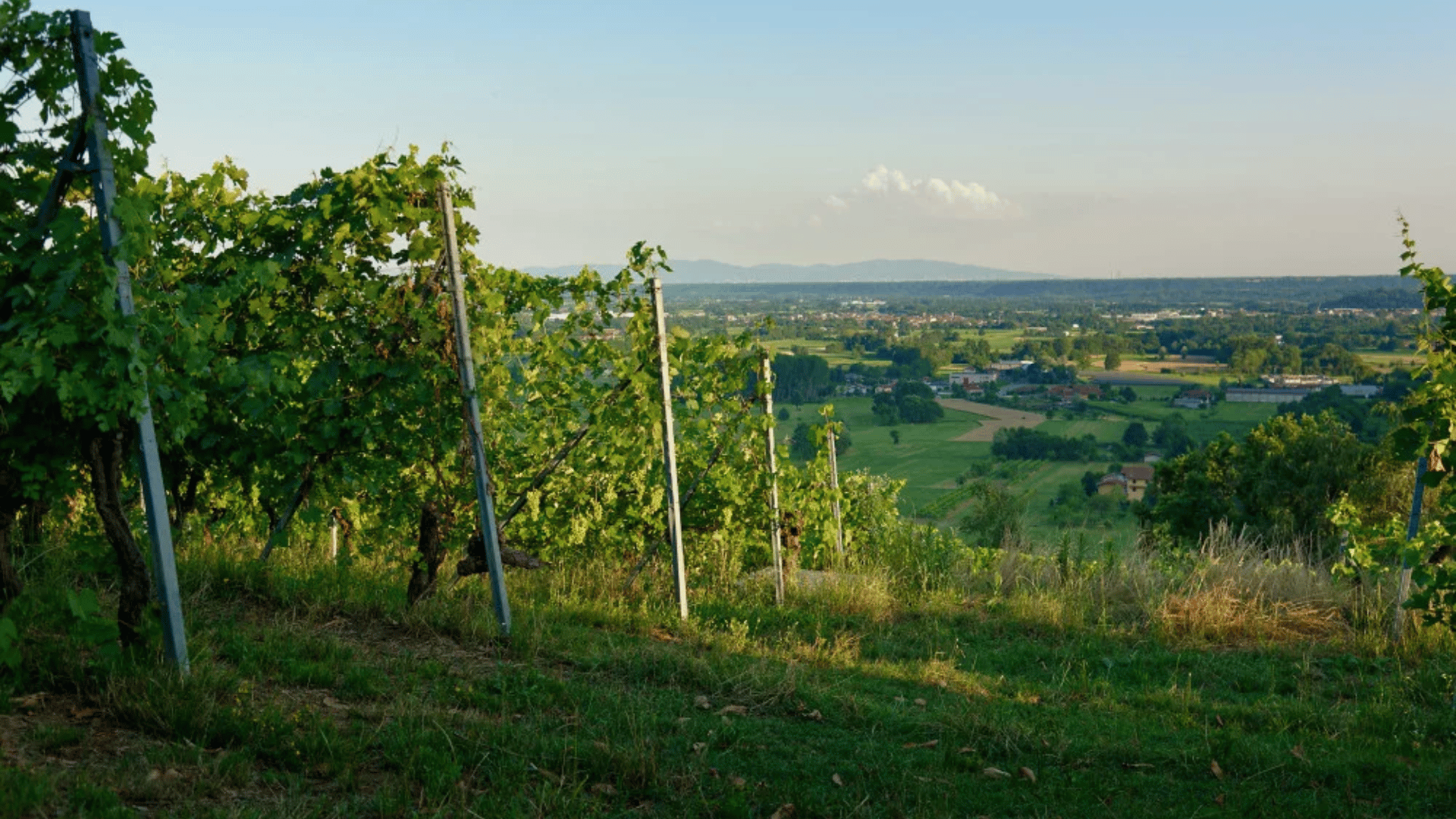 Canavese