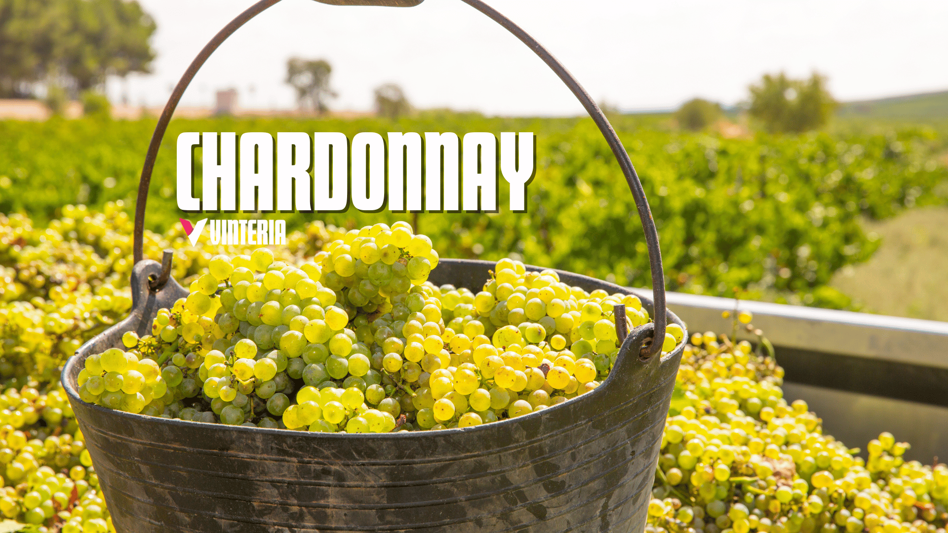 Chardonnay