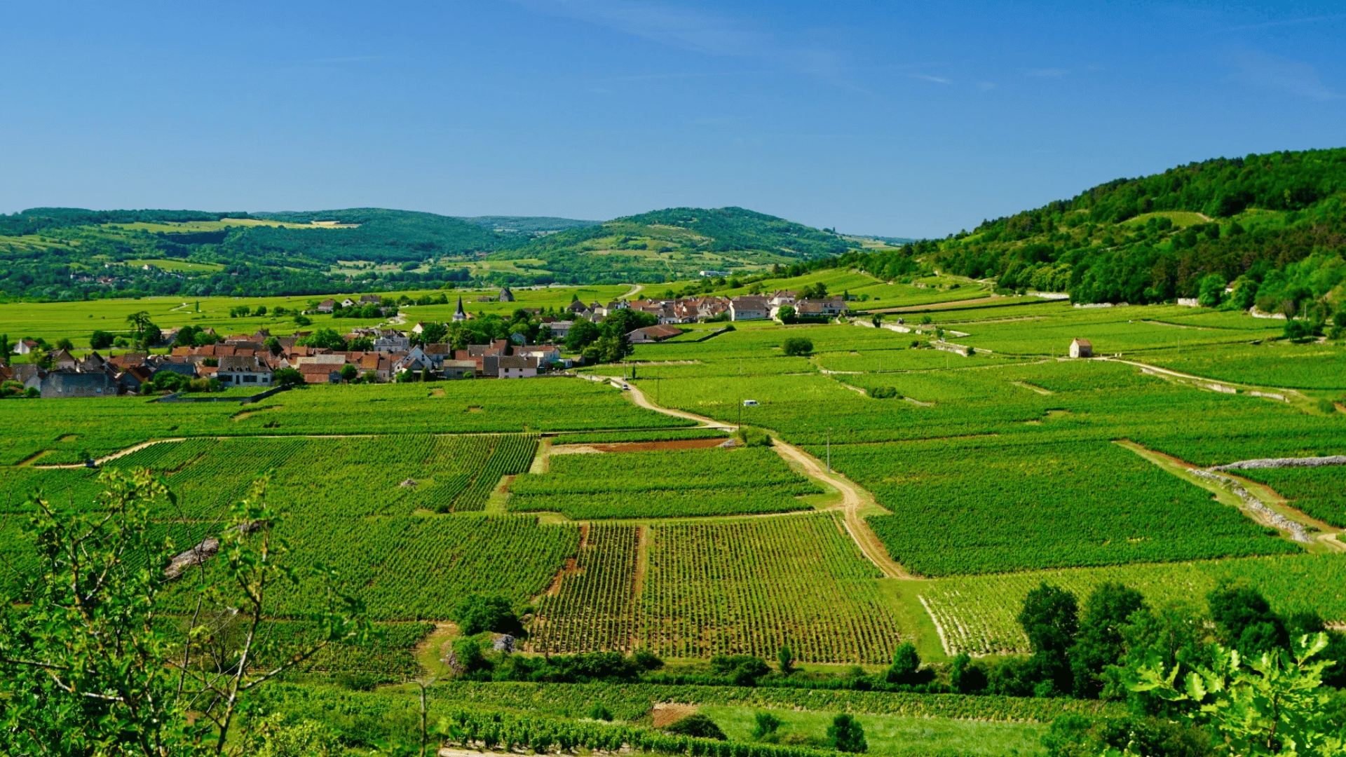 Chassagne-Montrachet