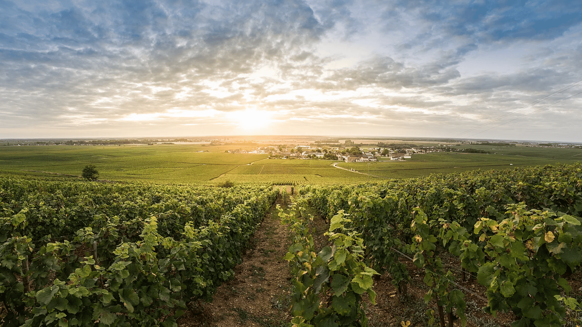 Côte de Nuits
