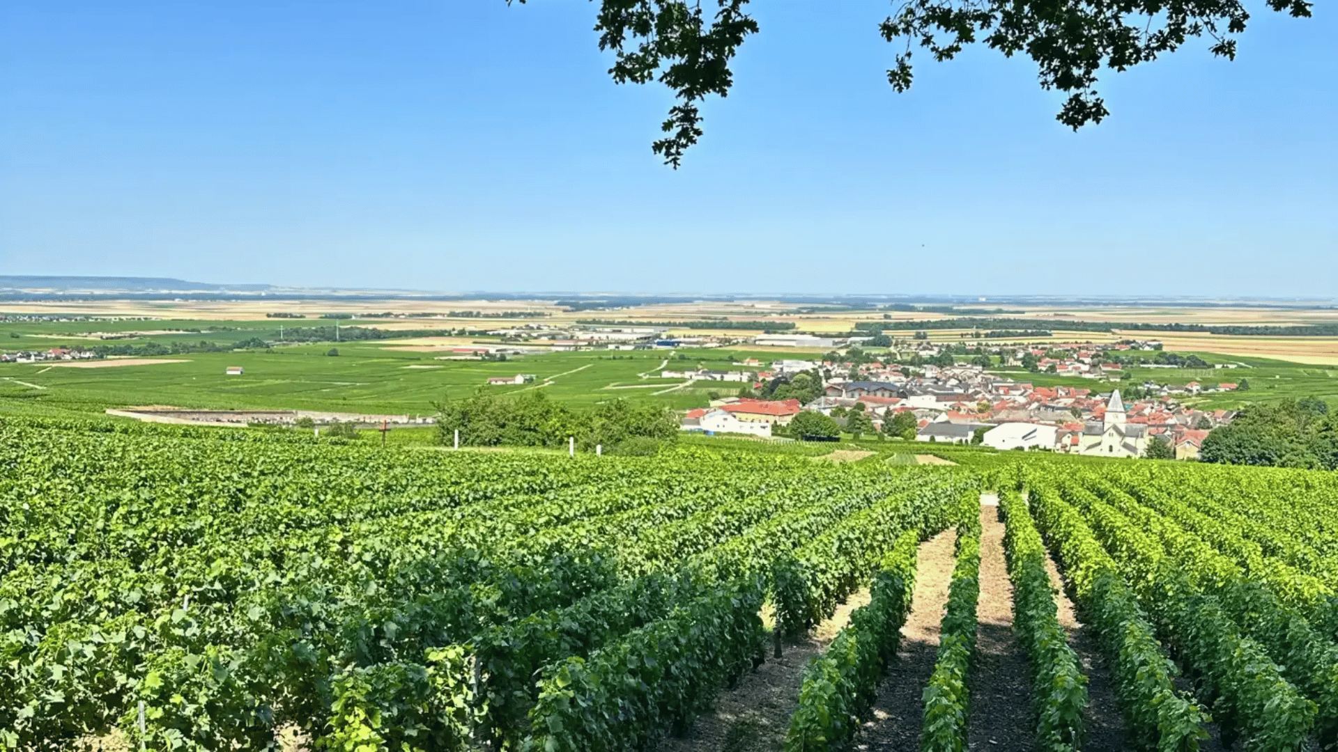 Côte des Blancs