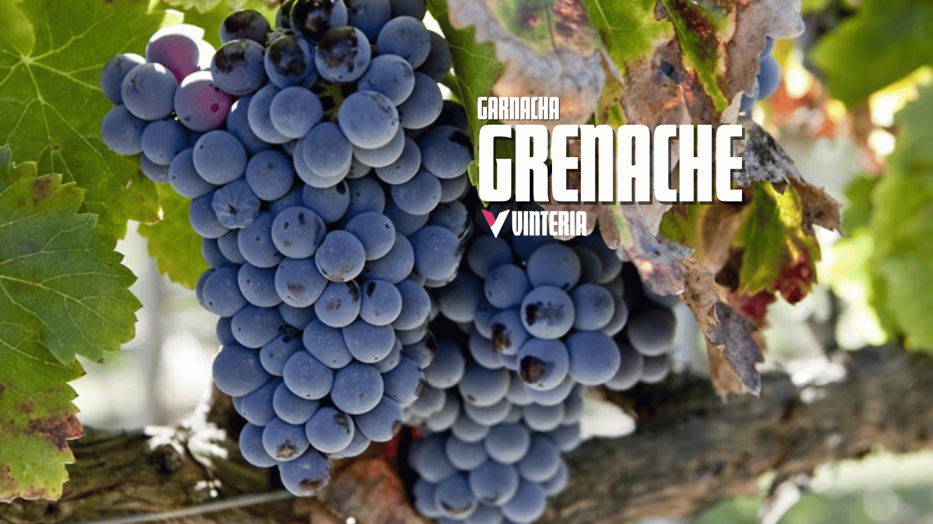 Garnacha | Grenache