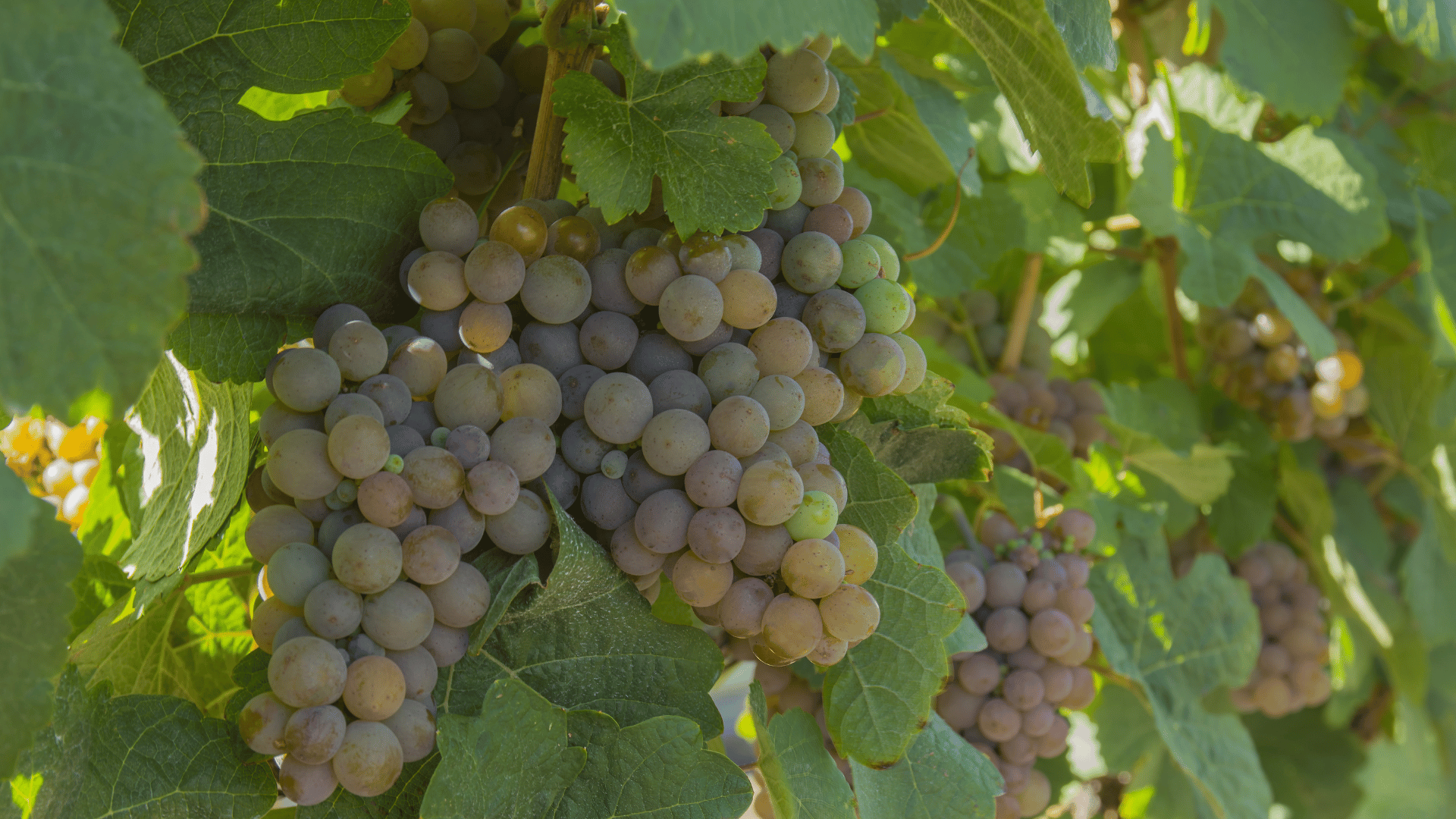 Gewurztraminer