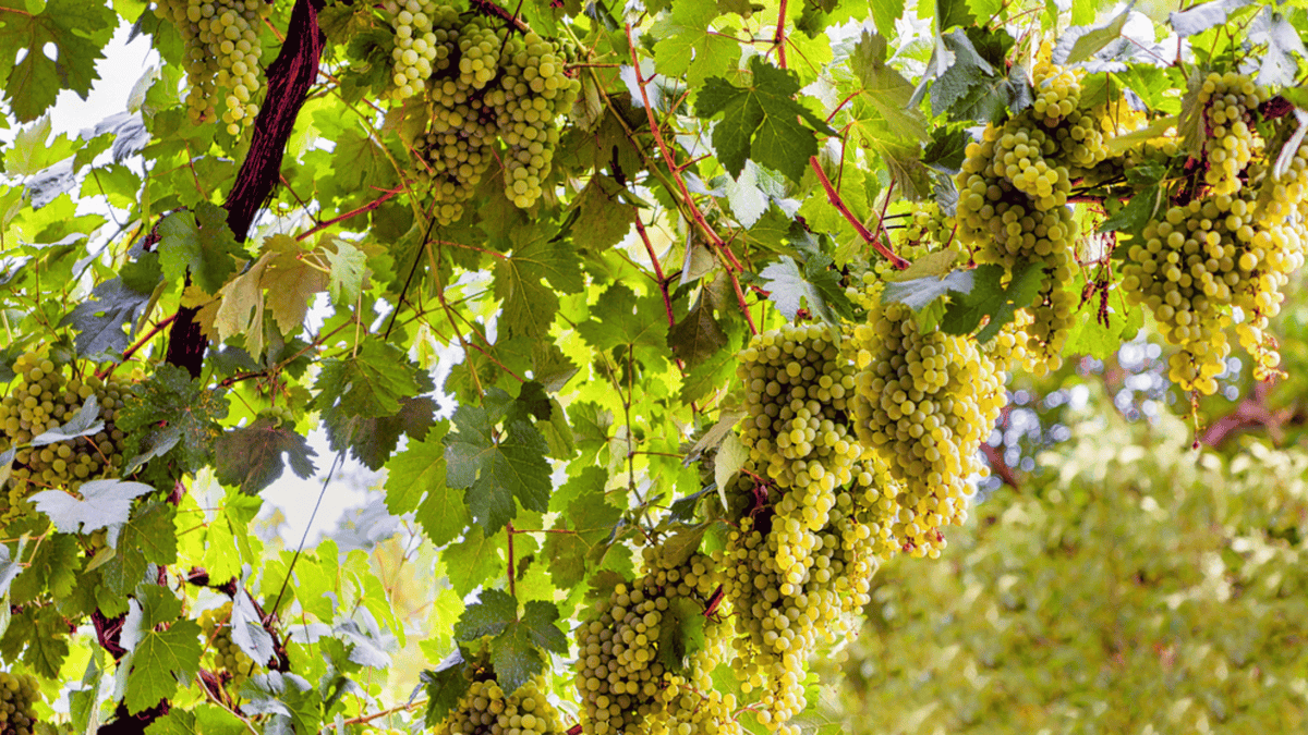 Godello