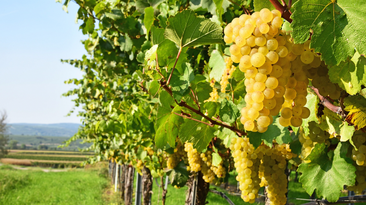 Grüner Veltliner
