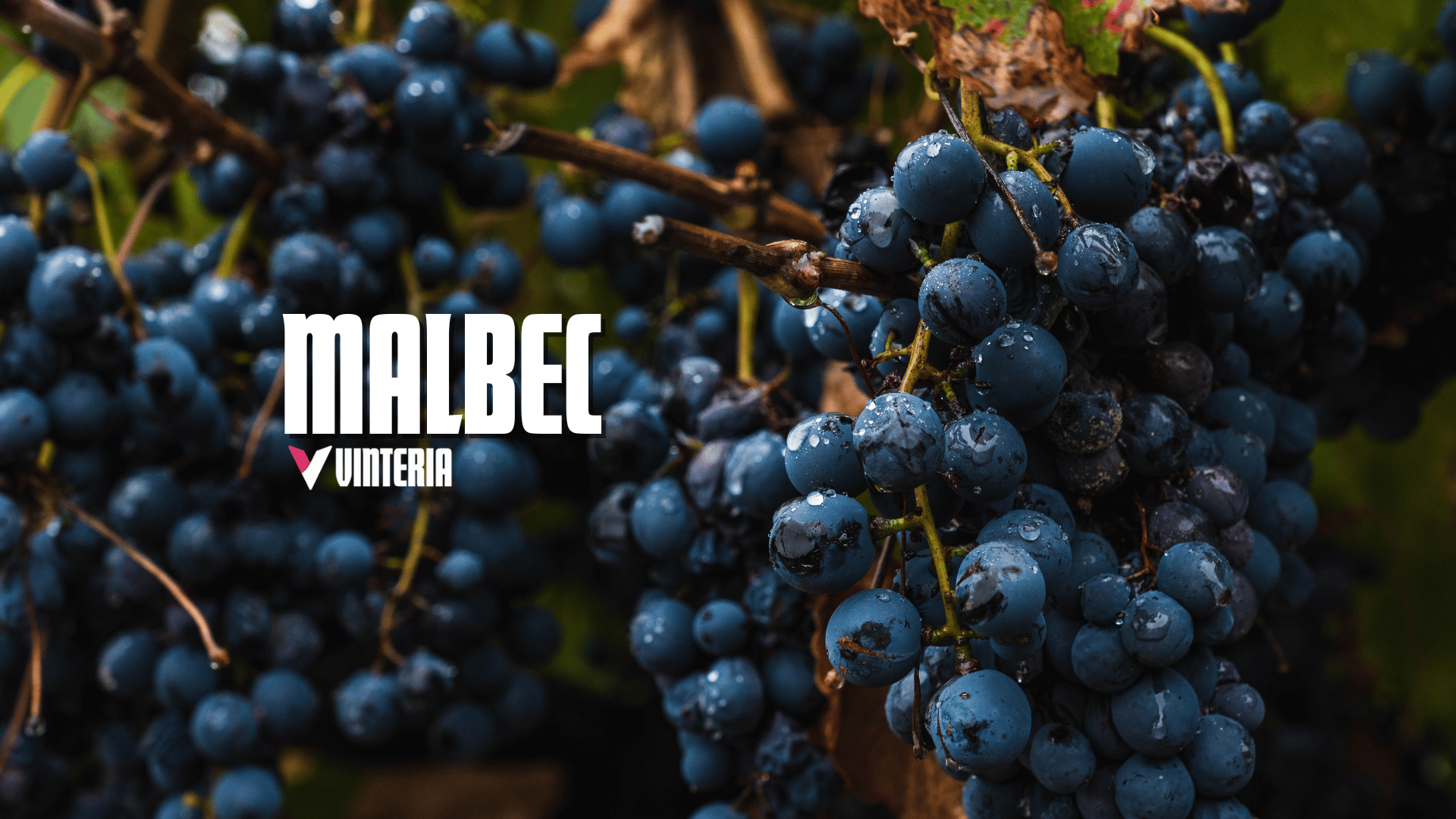 Malbec