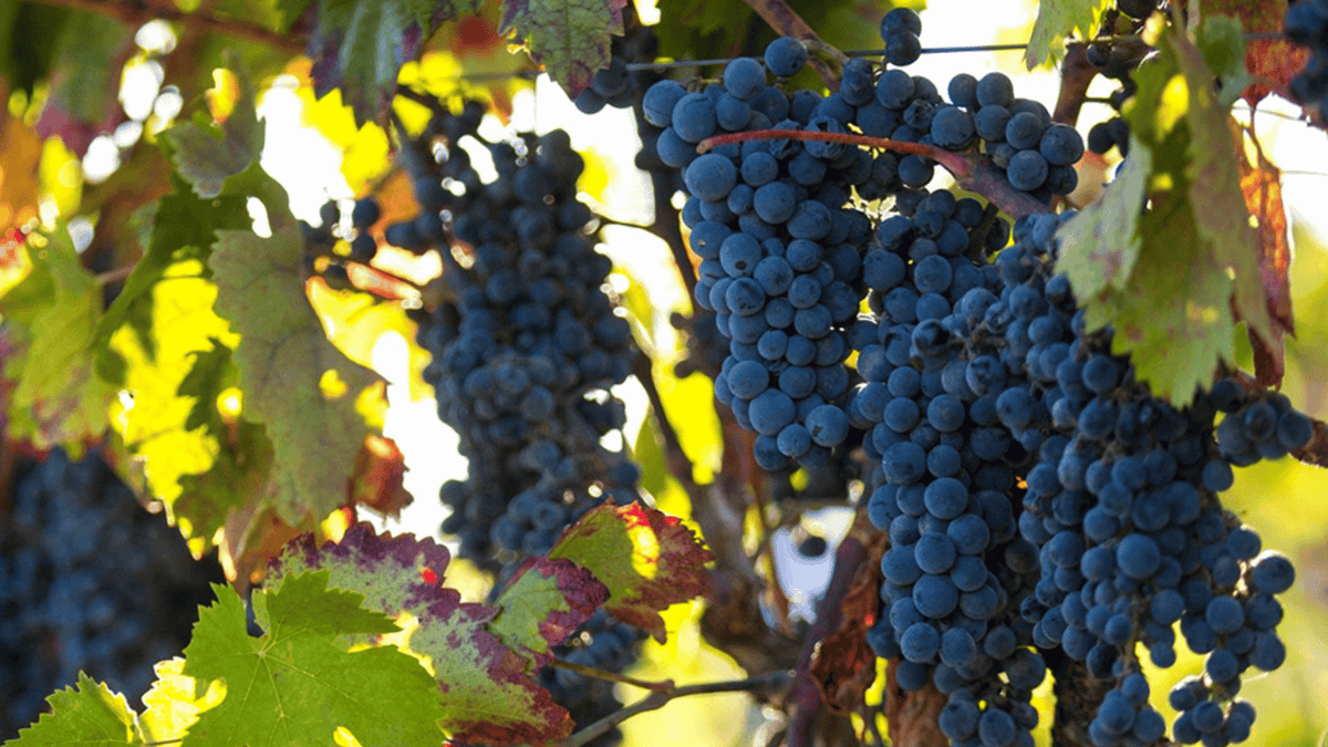 Mencia