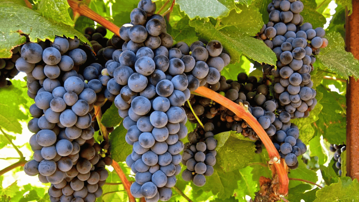 Montepulciano