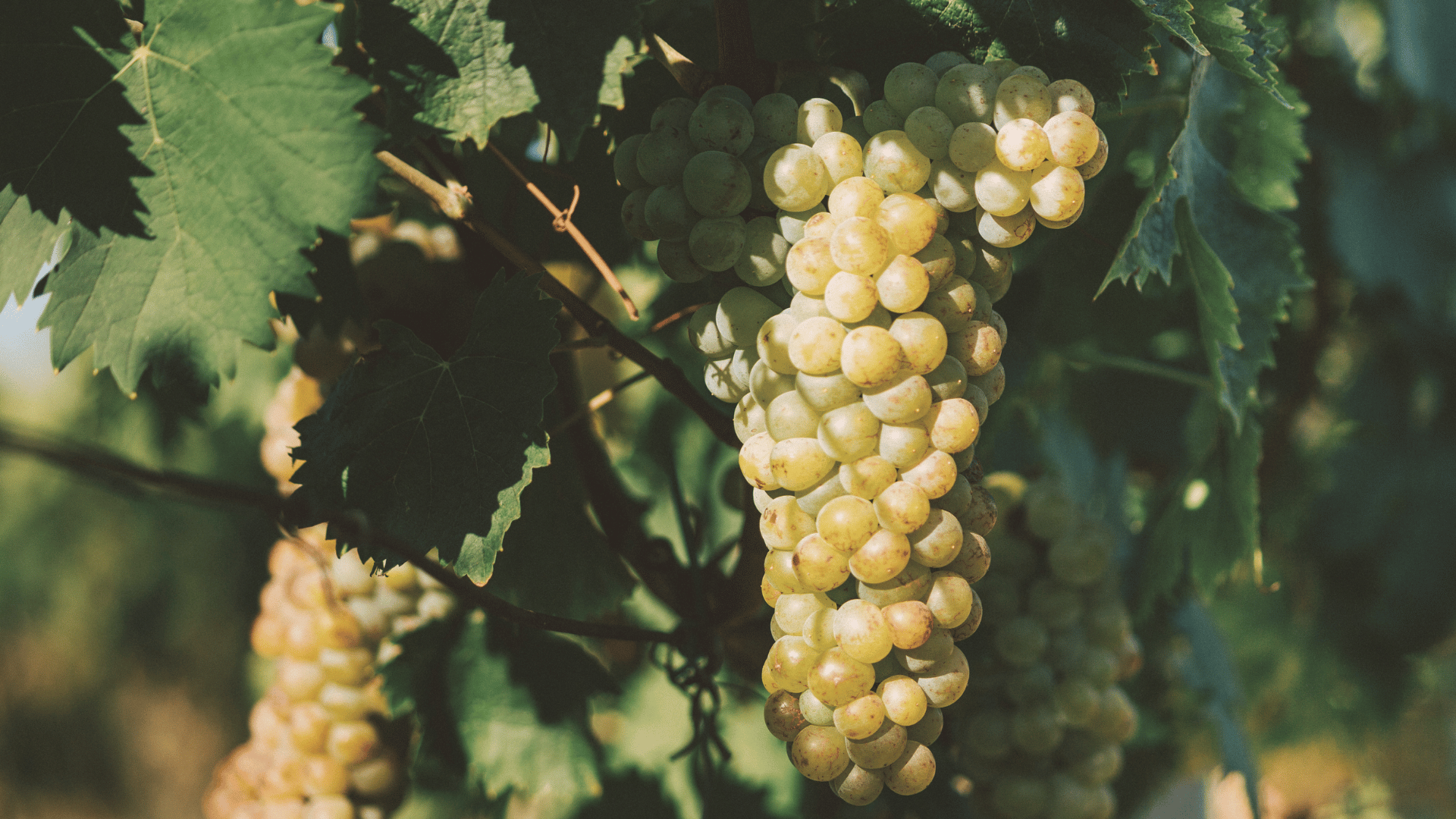 Moscatel | Moscato