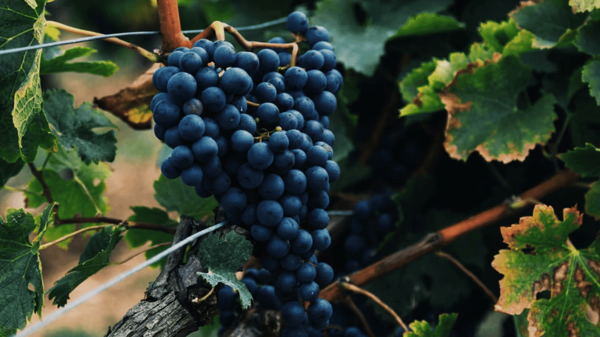 Mourvèdre