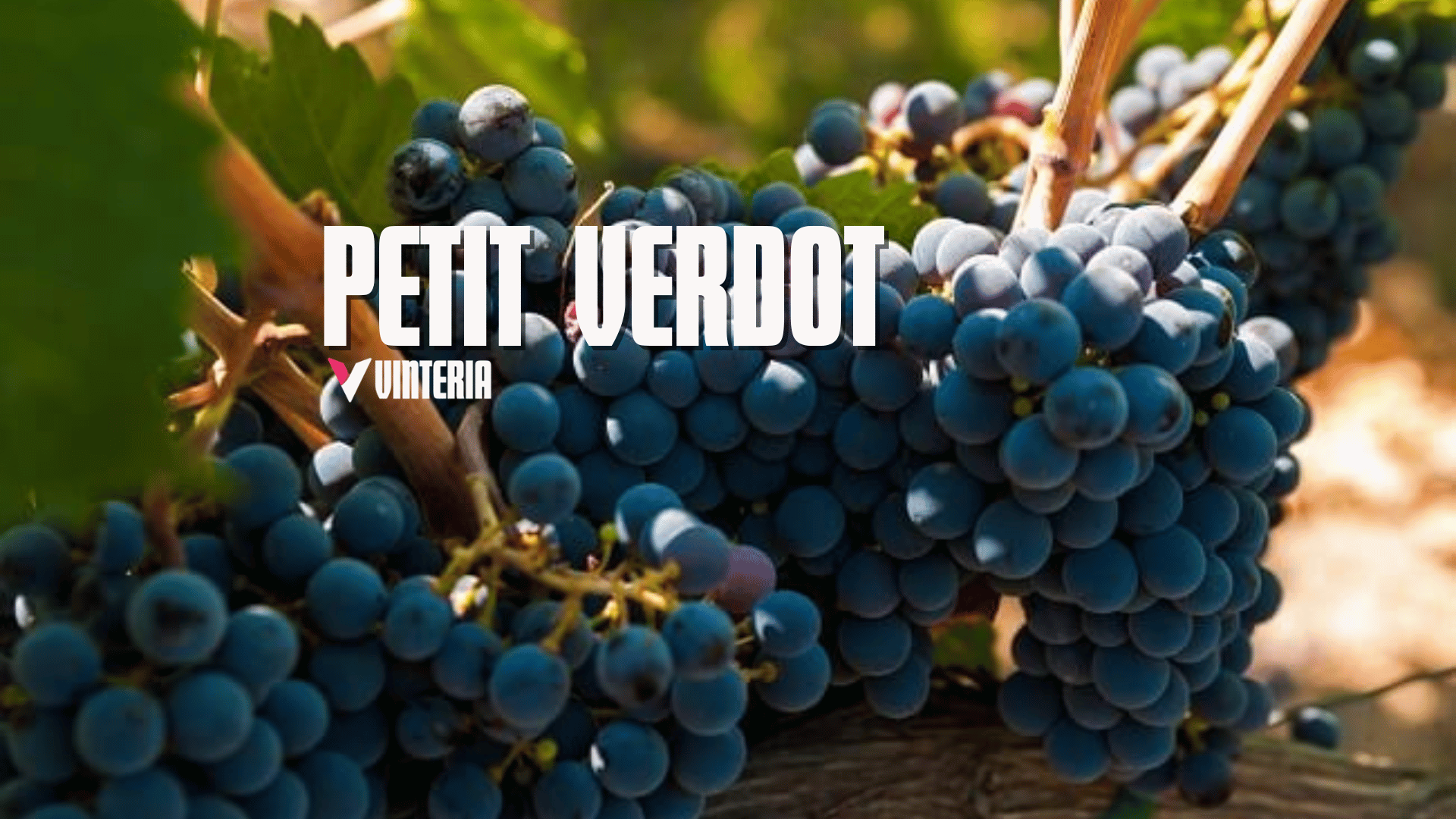 Petit Verdot