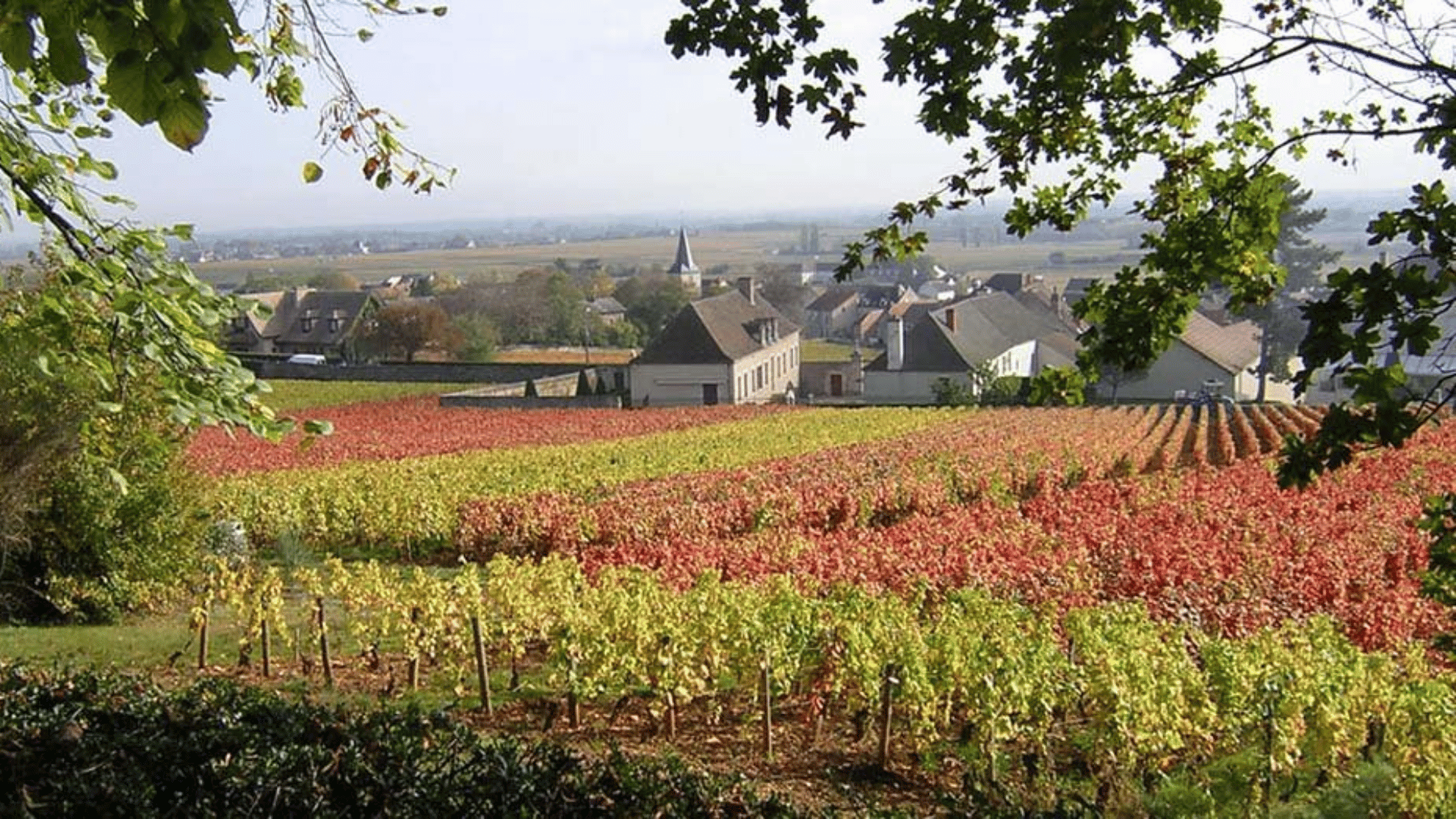 Puligny-Montrachet
