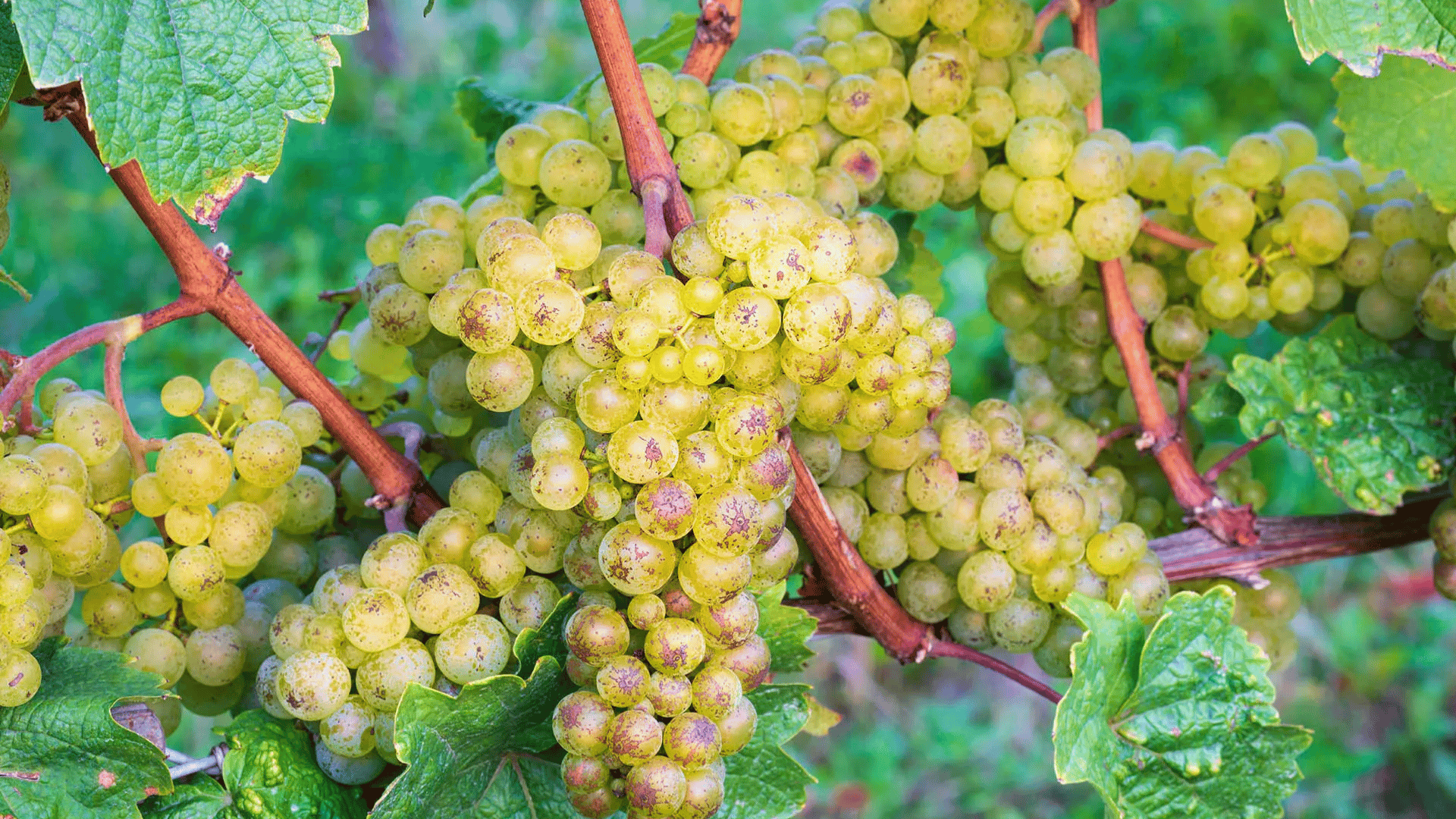Riesling