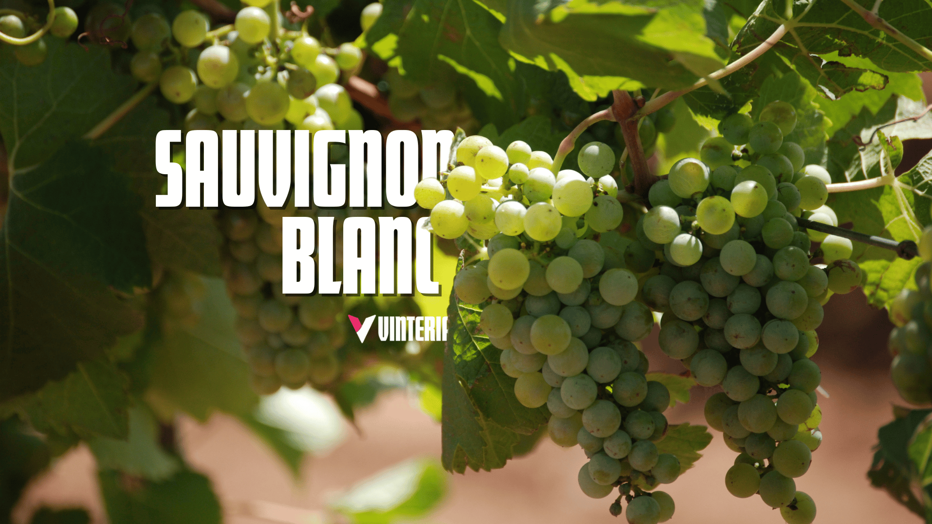 Sauvignon Blanc