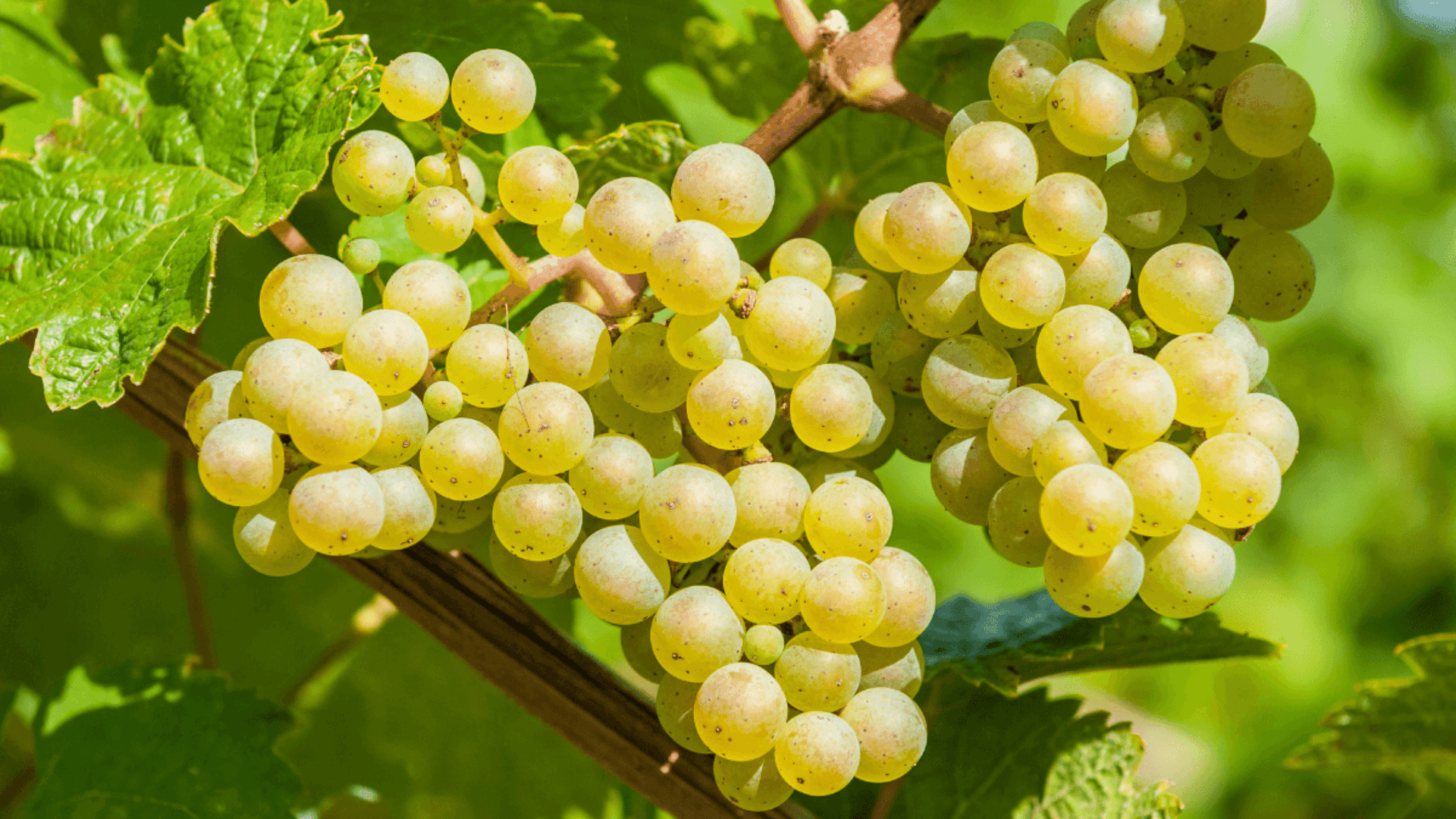 Sémillon