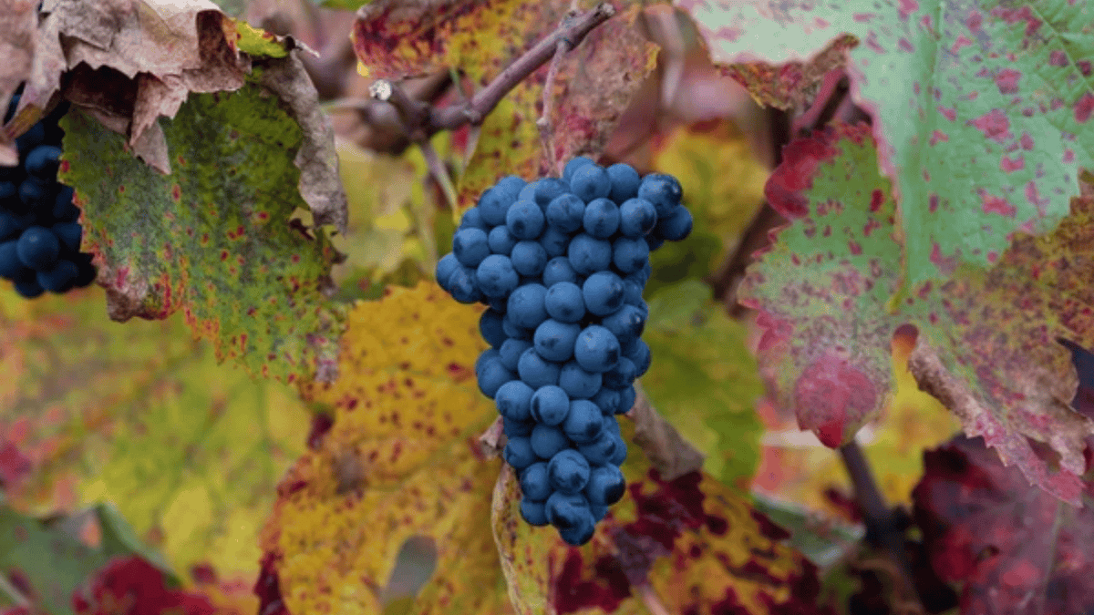 Touriga Nacional