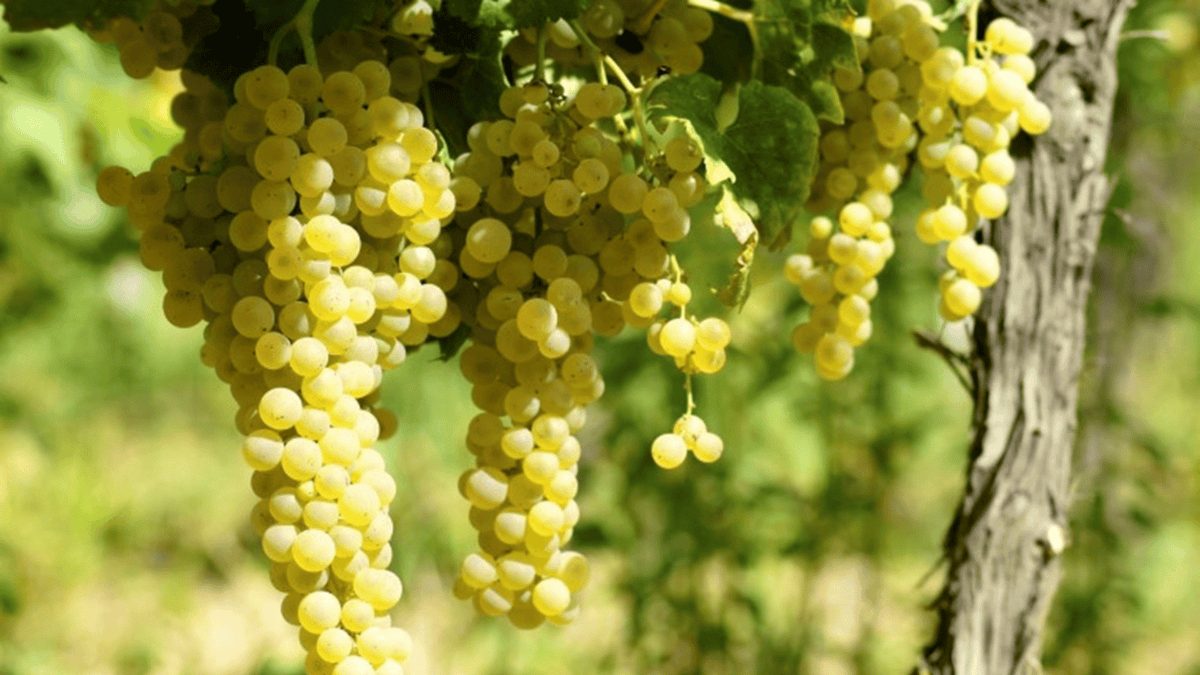Trebbiano Romagnolo