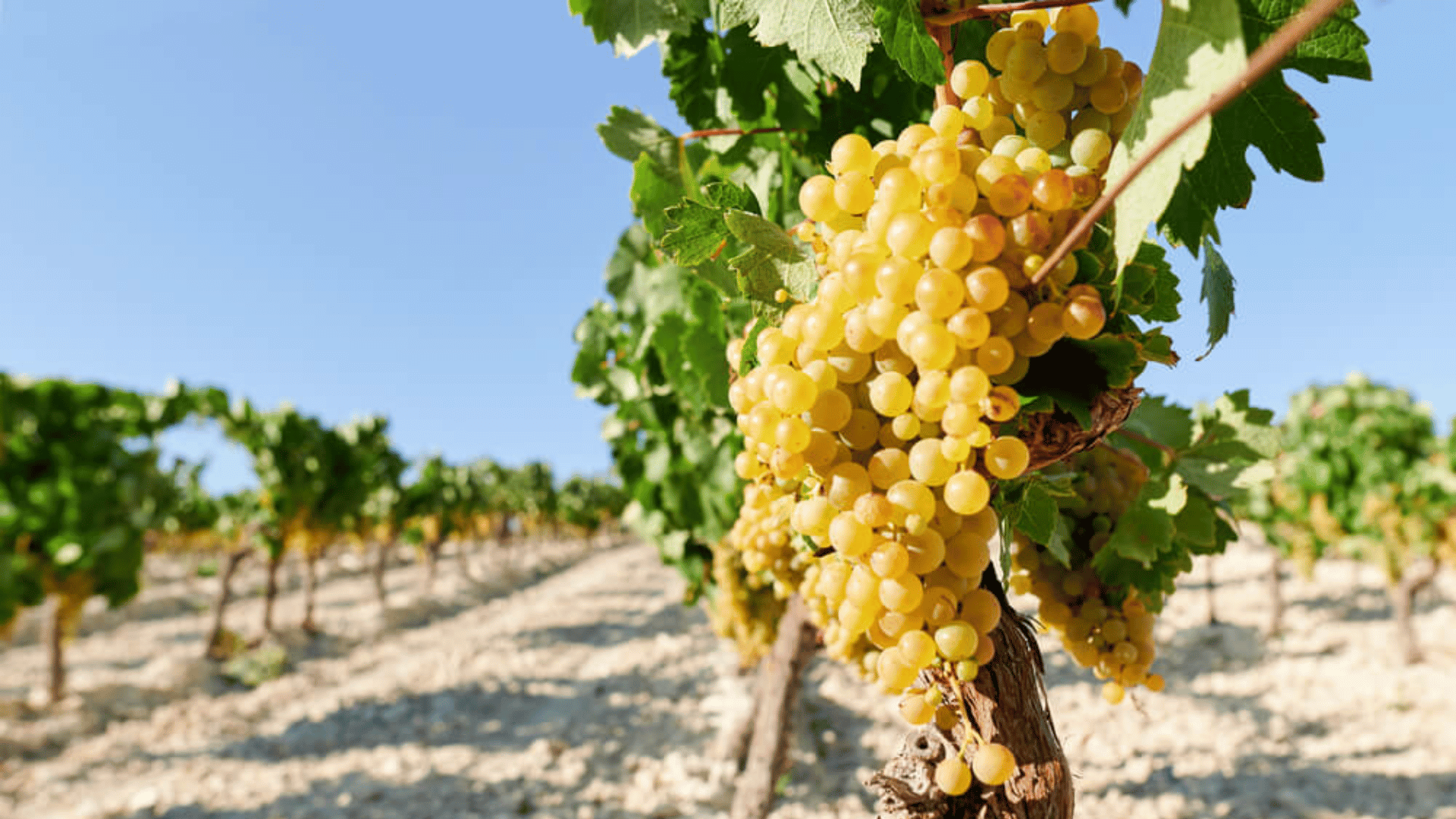 Verdejo
