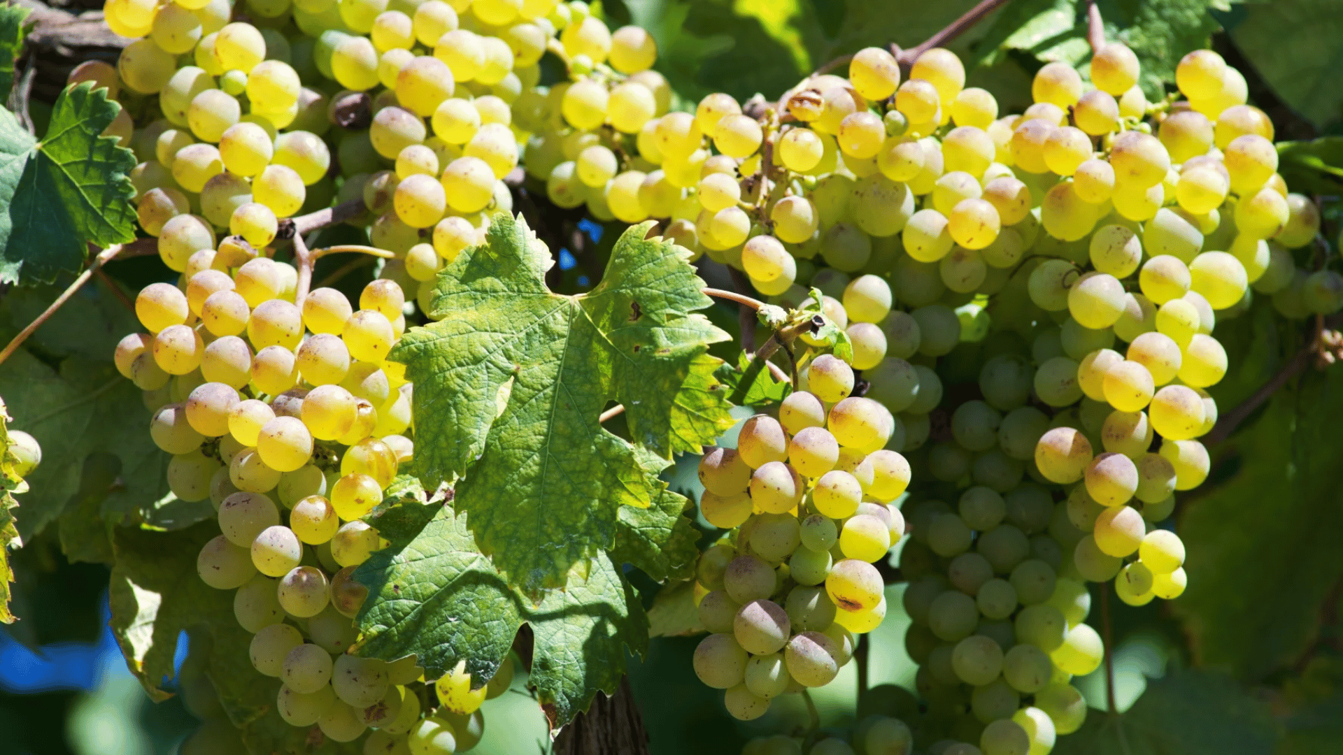 Vermentino