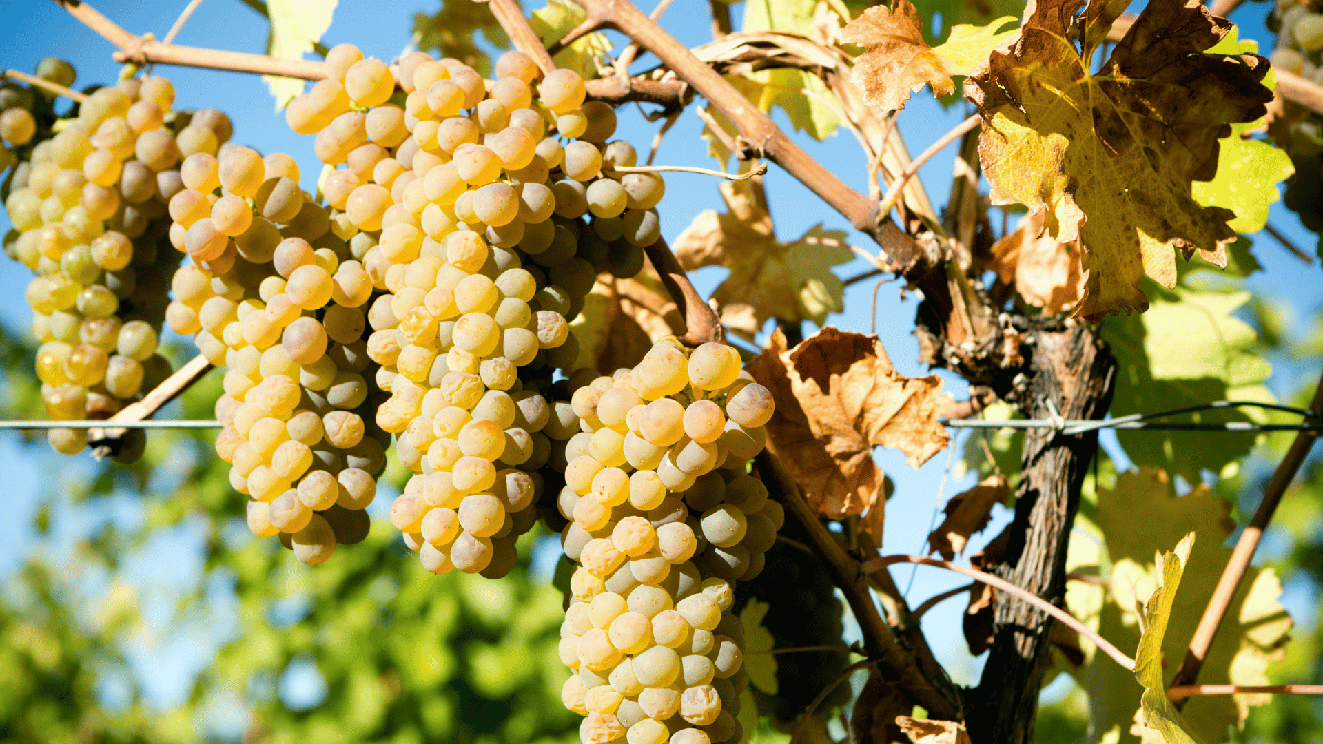Viognier