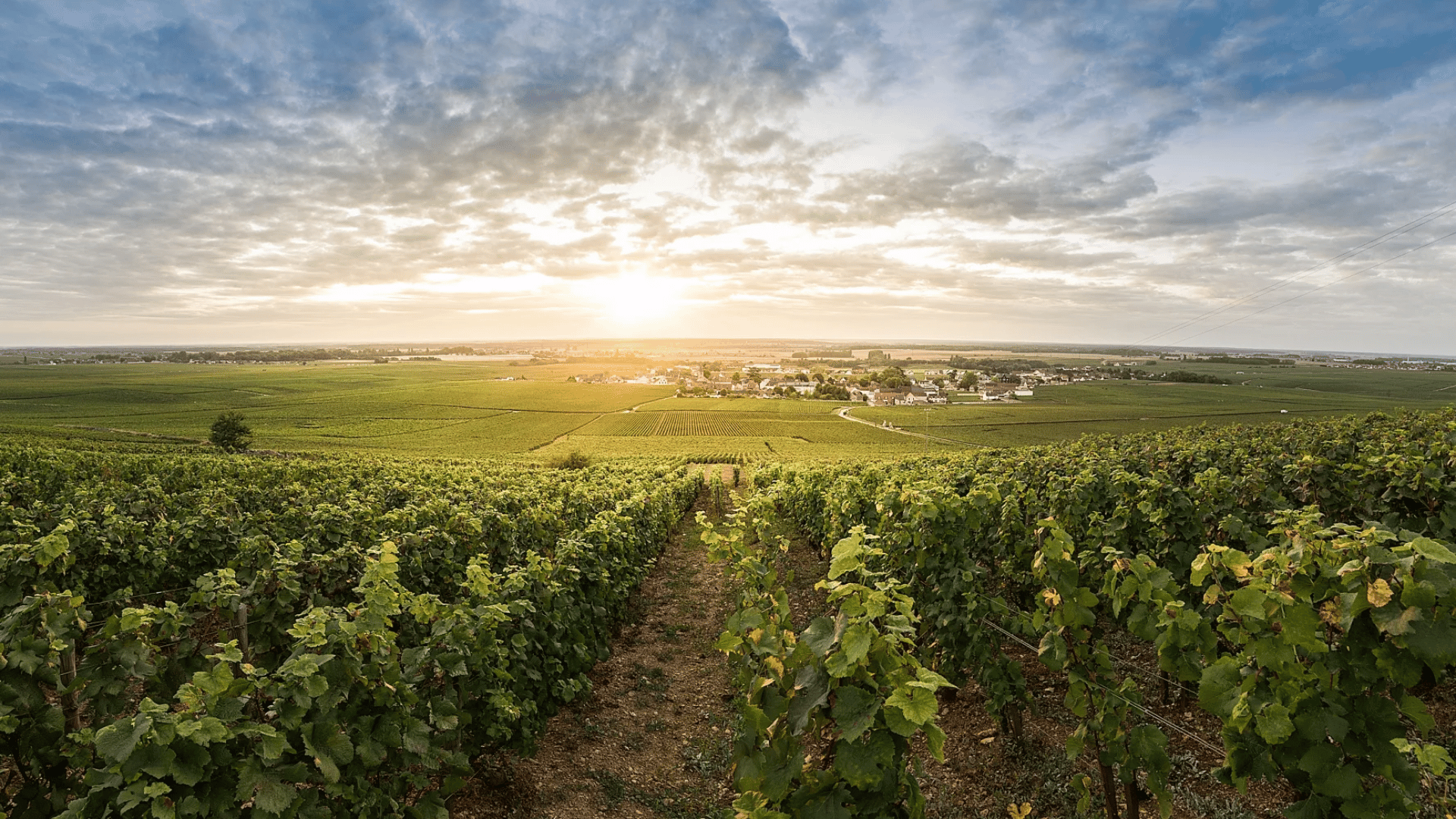Vosne-Romanée