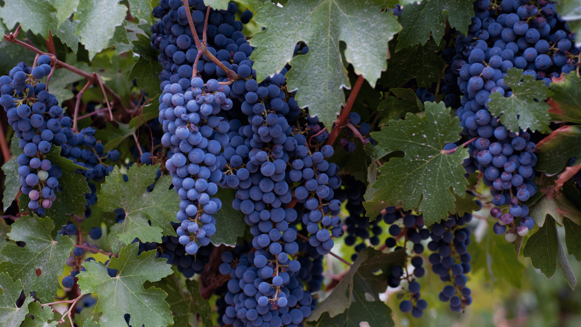 Primitivo | Zinfandel