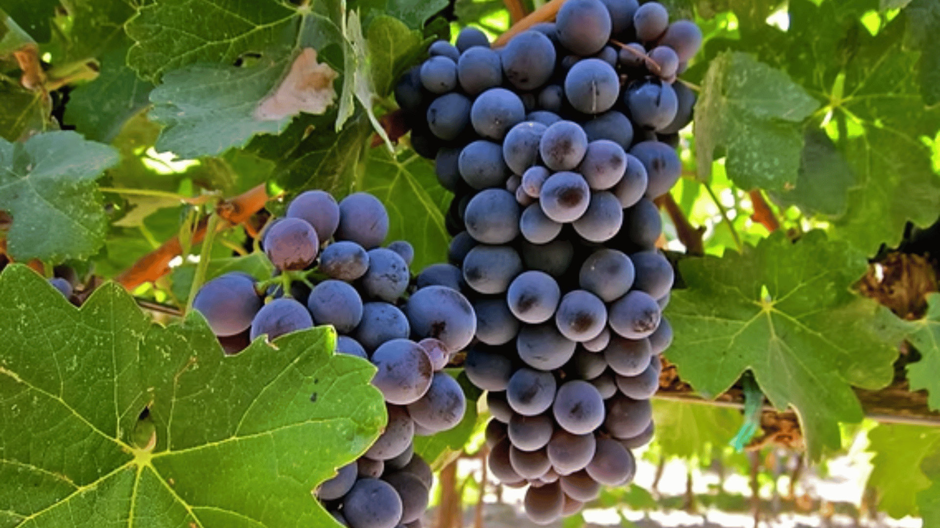 Barbera